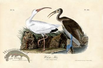 White Ibis